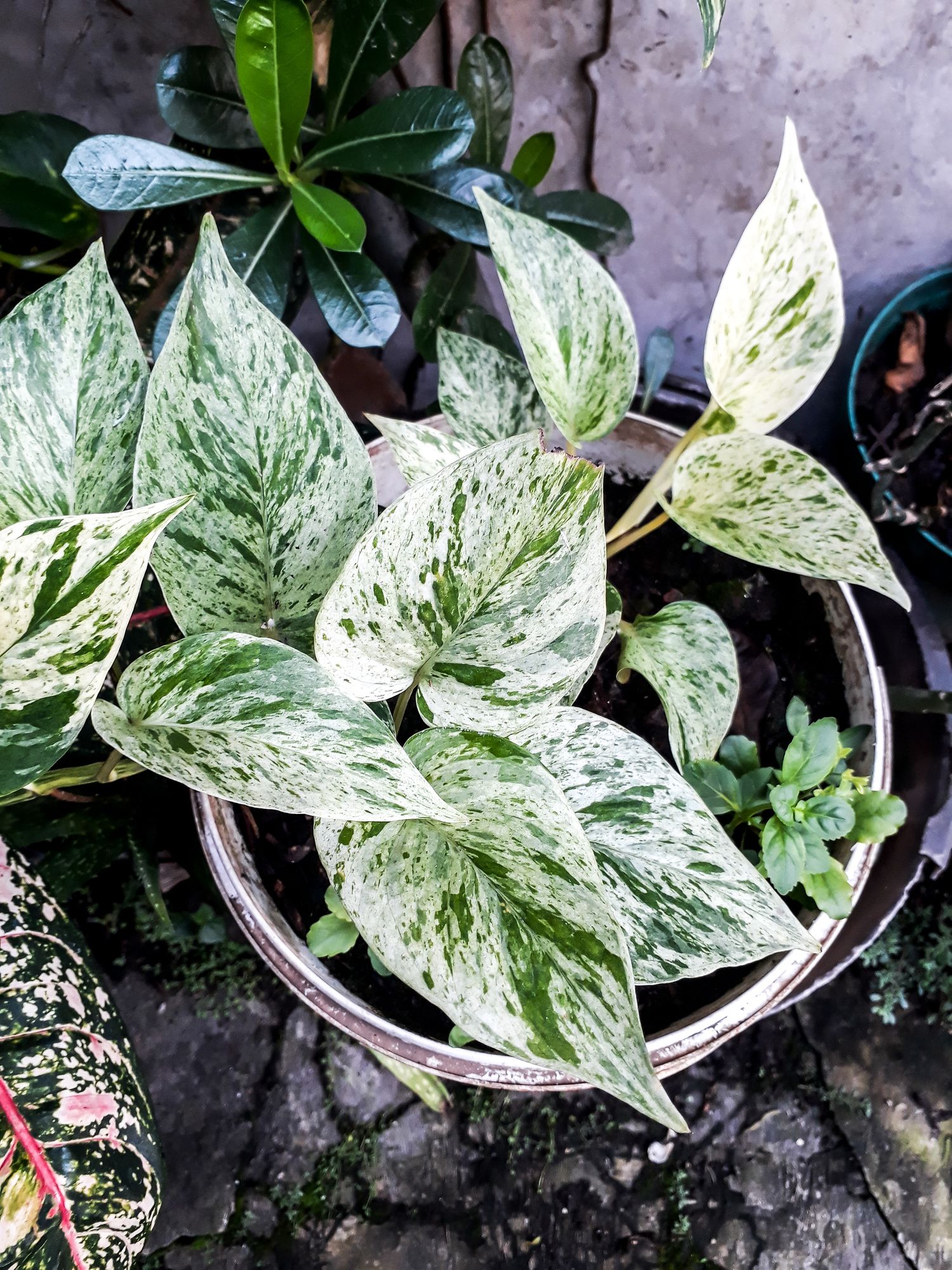 What houseplant has green and white leaves?