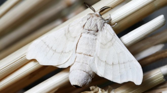 What does white moth mean spiritually?
