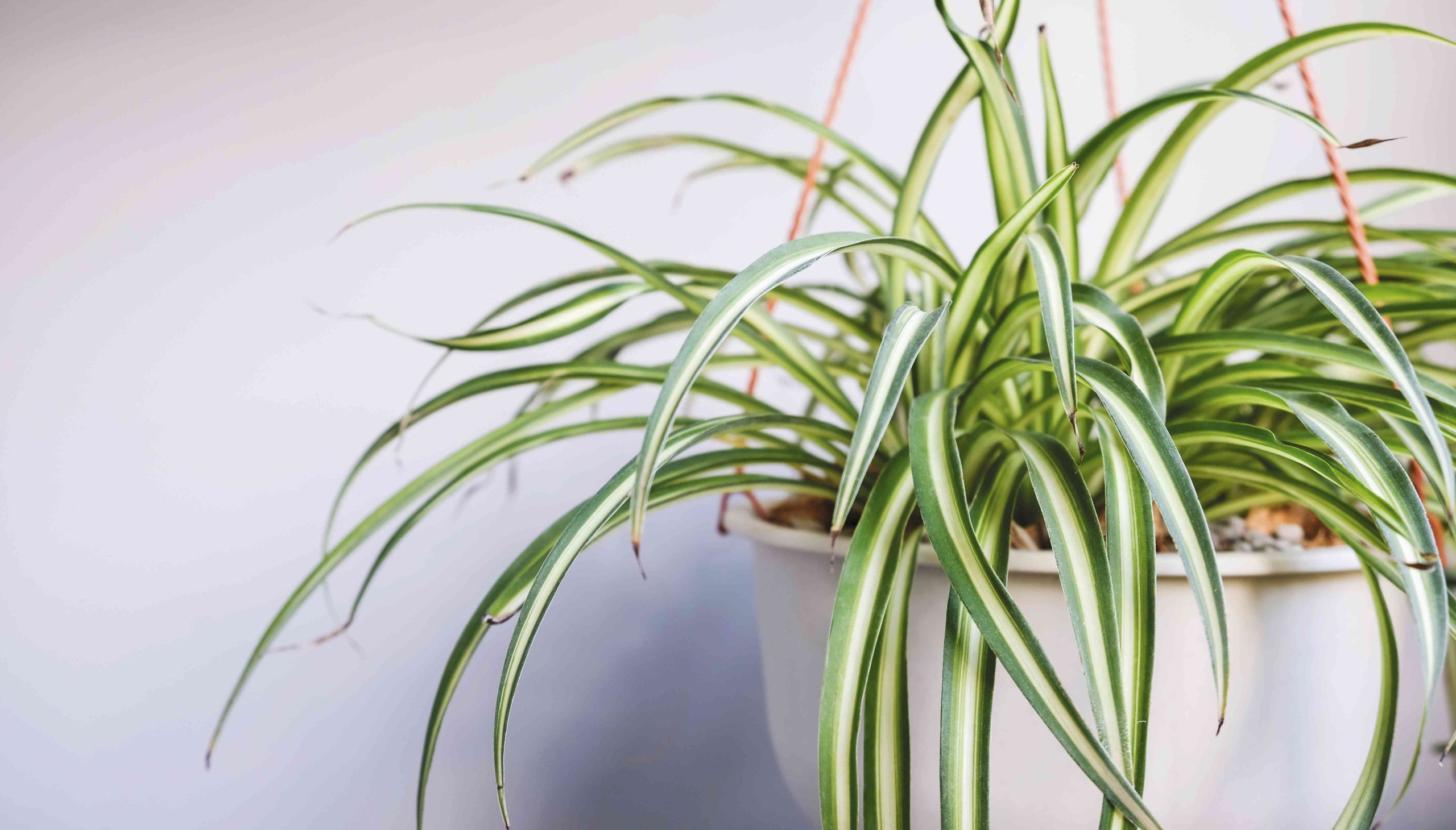 What looks similar to a spider plant?